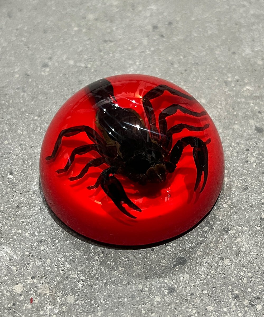 REAL BUG BLACK SCORPION DOME PAPERWEIGHT - RED - DB&BAR