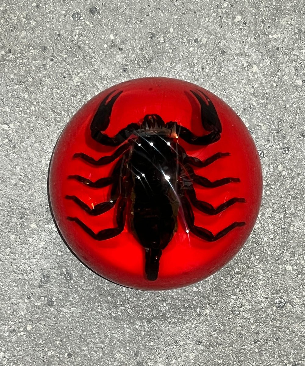 REAL BUG BLACK SCORPION DOME PAPERWEIGHT - RED - DB&BAR