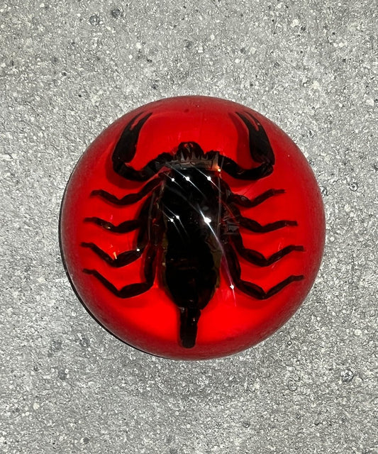 REAL BUG BLACK SCORPION DOME PAPERWEIGHT - RED - DB&BAR