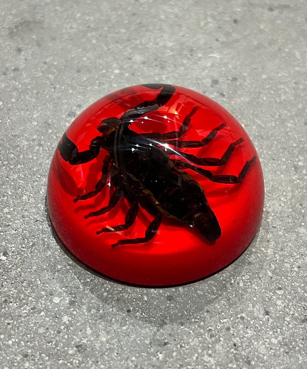 REAL BUG BLACK SCORPION DOME PAPERWEIGHT - RED - DB&BAR