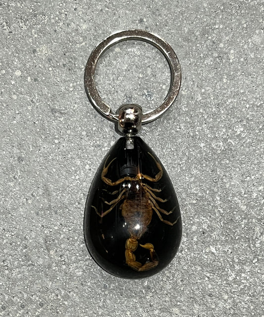 REAL BUG GOLD SCORPION TEAR DROP KEY CHAIN - BLACK - DB&BAR