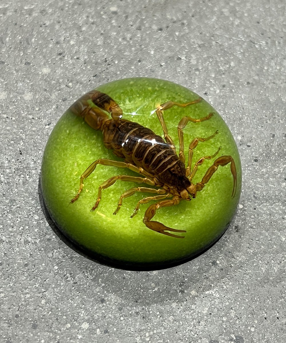 REAL BUG SCORPION DOME PAPERWEIGHT - GREEN - DB&BAR