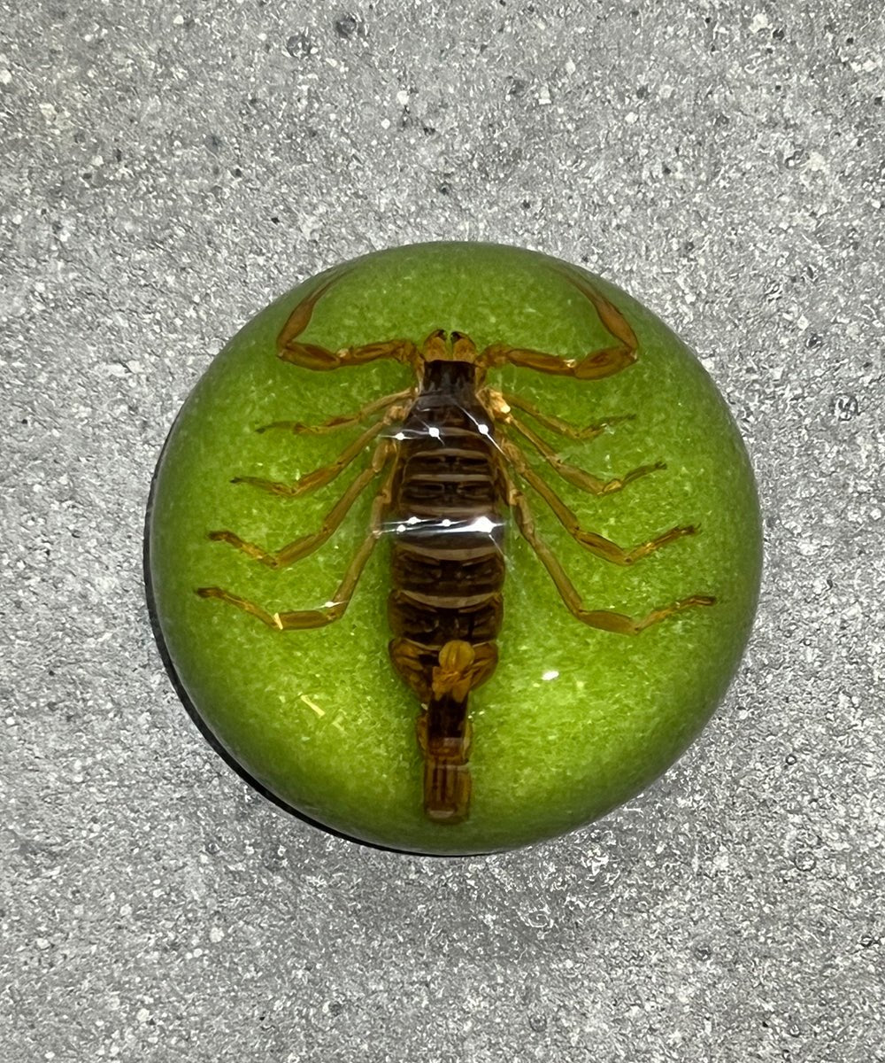 REAL BUG SCORPION DOME PAPERWEIGHT - GREEN - DB&BAR