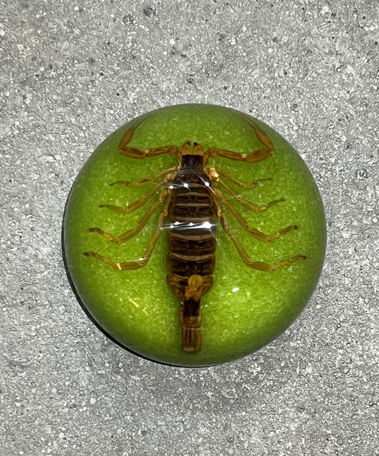 REAL BUG SCORPION DOME PAPERWEIGHT - GREEN - DB&BAR