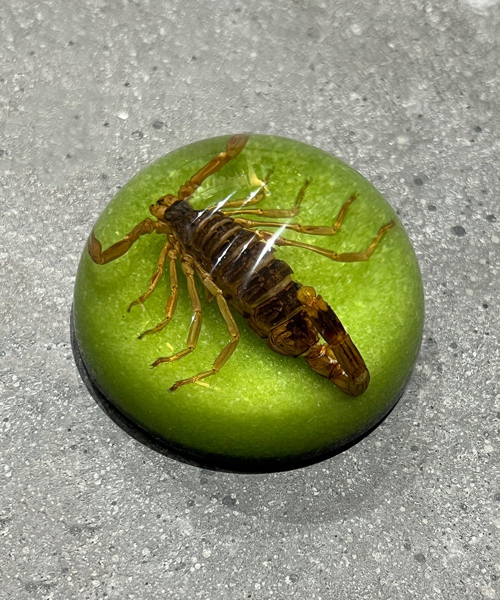 REAL BUG SCORPION DOME PAPERWEIGHT - GREEN - DB&BAR