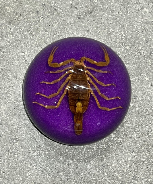REAL BUG SCORPION DOME PAPERWEIGHT - PURPLE - DB&BAR