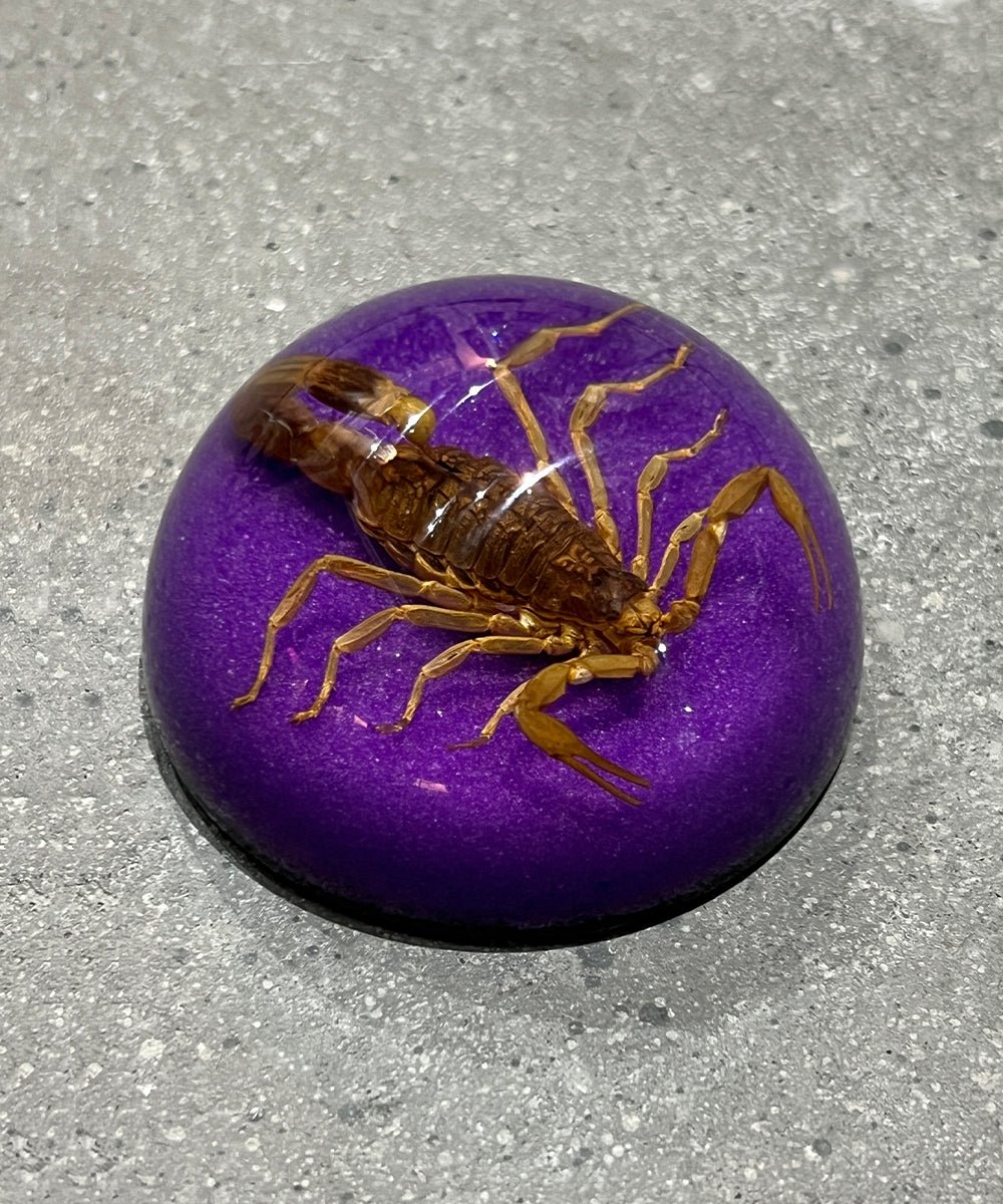 REAL BUG SCORPION DOME PAPERWEIGHT - PURPLE - DB&BAR
