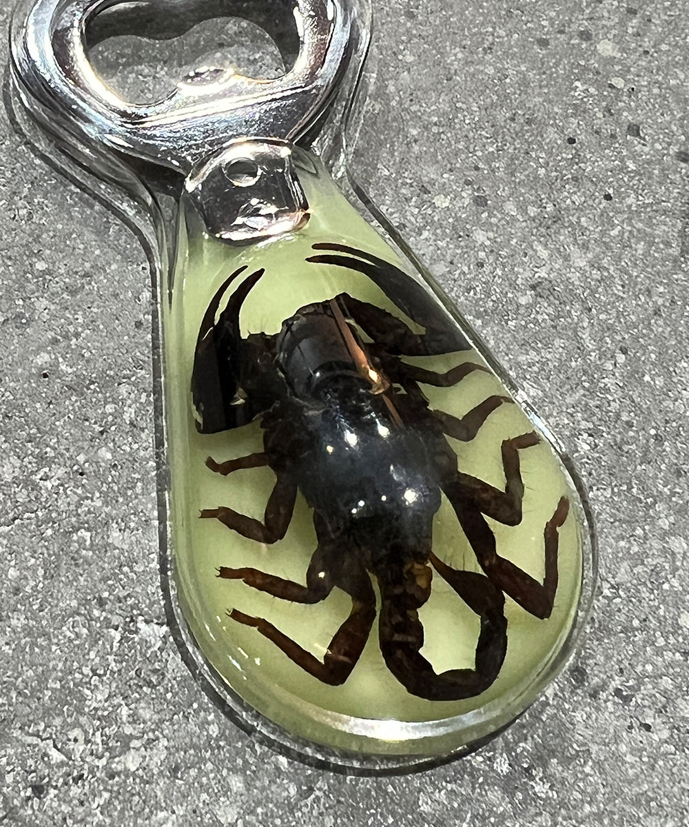 REAL BUG BLACK SCORPION MAGNETIC BOTTLE OPENER GLOW IN THE DARK