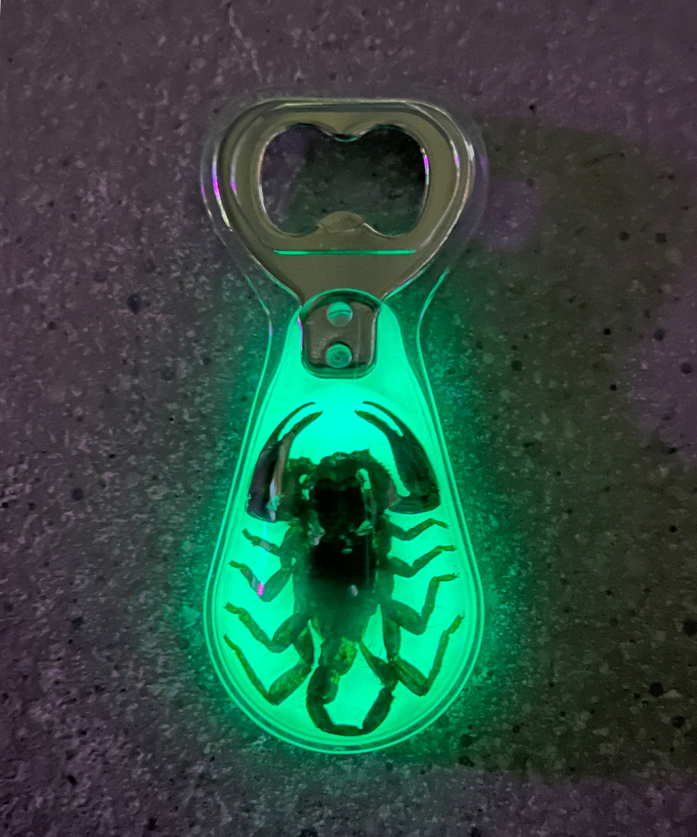 REAL BUG BLACK SCORPION MAGNETIC BOTTLE OPENER GLOW IN THE DARK