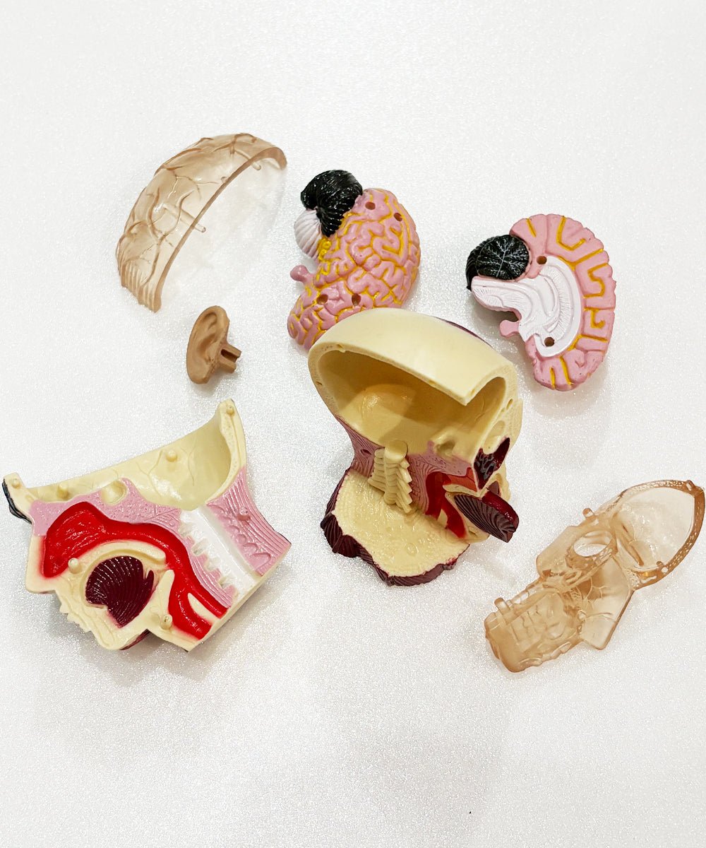 EIN - O SCIENCE - BRAIN&SKULL MODEL 商品画像 - DB&BAR