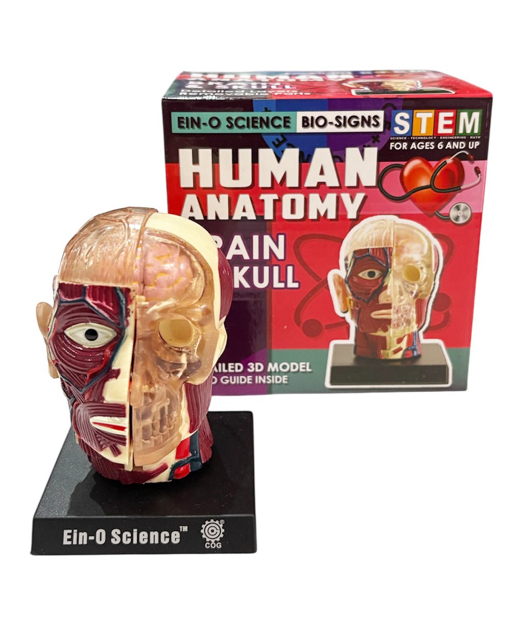 EIN - O SCIENCE - BRAIN&SKULL MODEL 商品画像 - DB&BAR