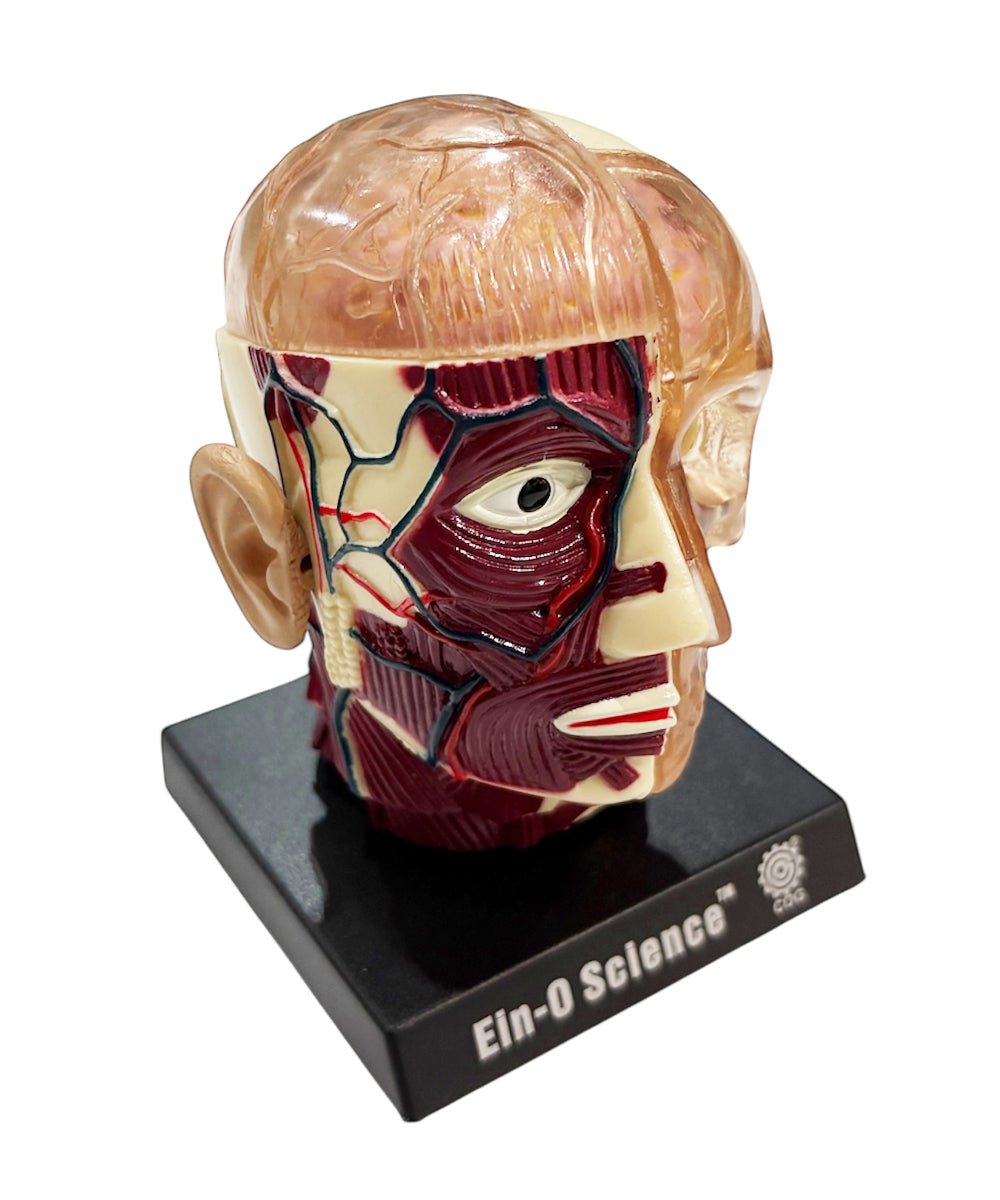 EIN - O SCIENCE - BRAIN&SKULL MODEL 商品画像 - DB&BAR