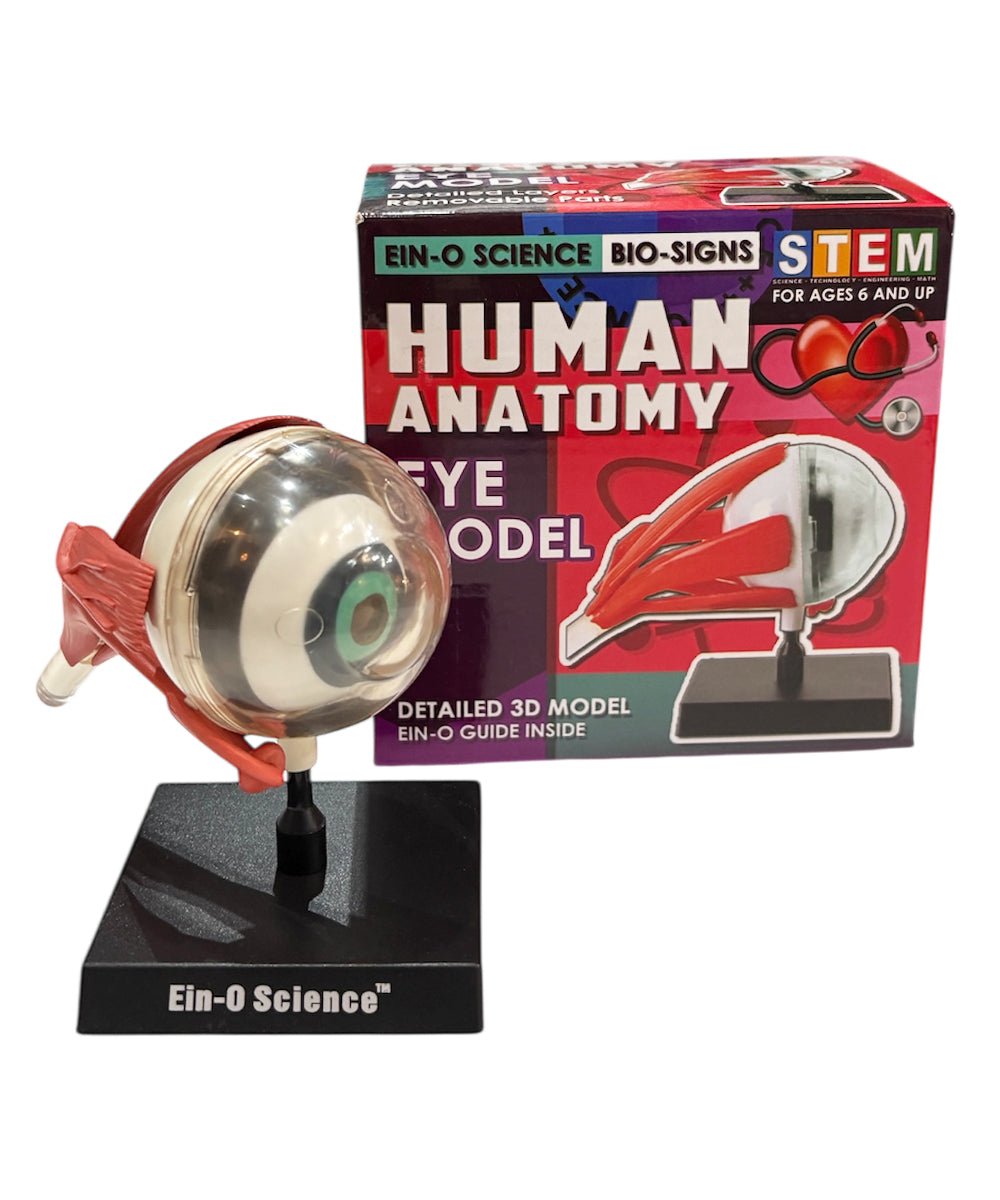 EIN - O SCIENCE - EYE MODEL - DB&BAR