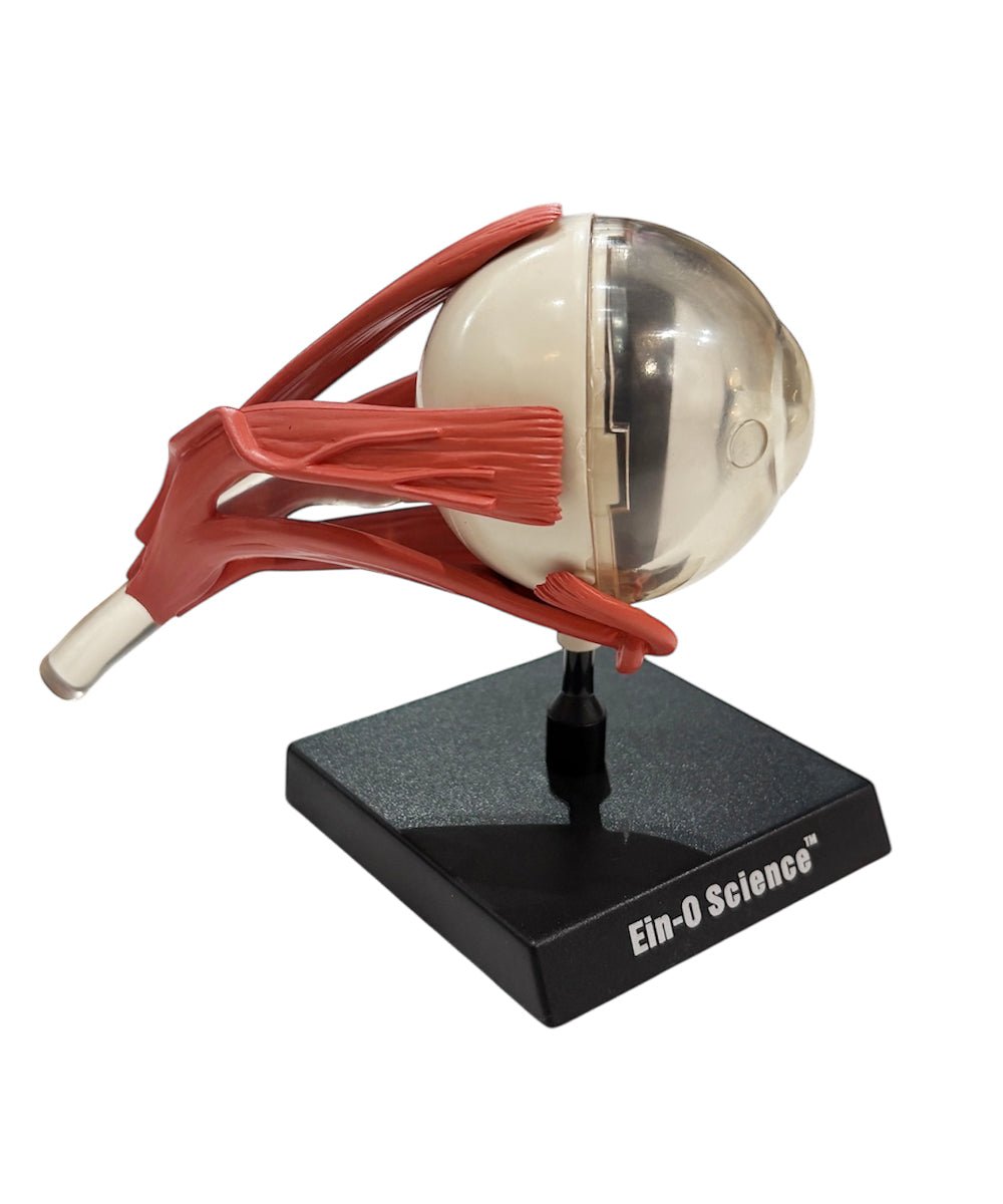 EIN - O SCIENCE - EYE MODEL - DB&BAR