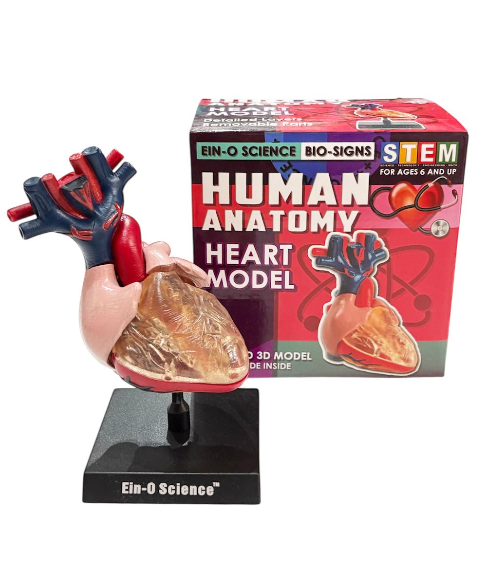 EIN - O SCIENCE - HEART MODEL 商品画像 - DB&BAR
