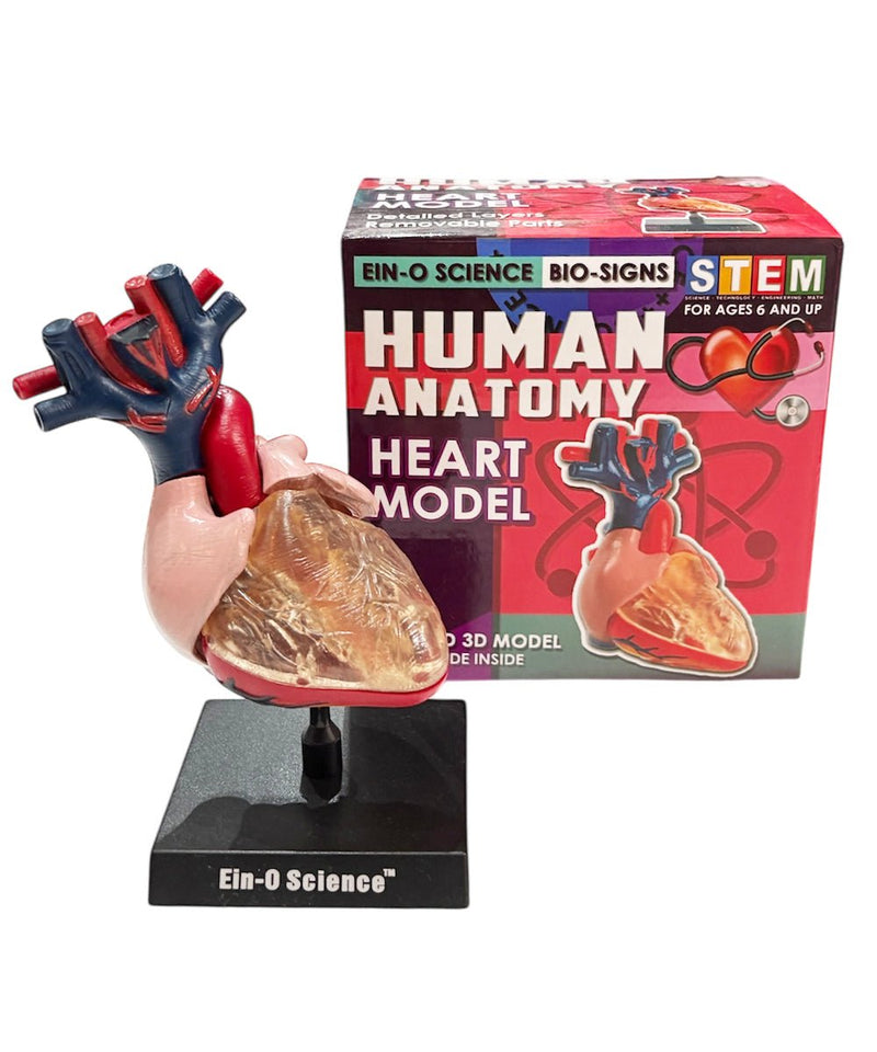 EIN - O SCIENCE - HEART MODEL 商品画像 - DB&BAR