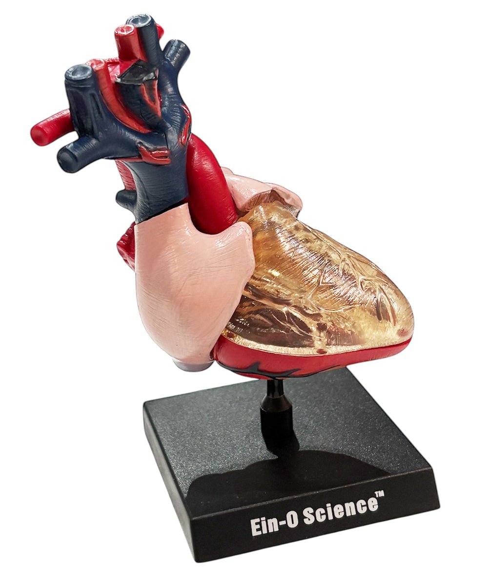 EIN - O SCIENCE - HEART MODEL 商品画像 - DB&BAR