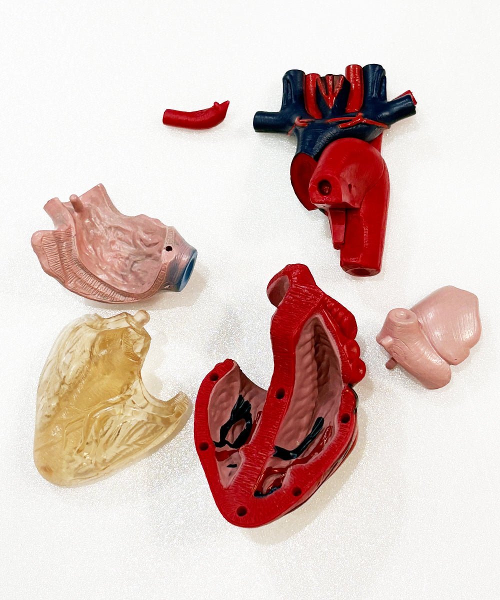 EIN - O SCIENCE - HEART MODEL 商品画像 - DB&BAR