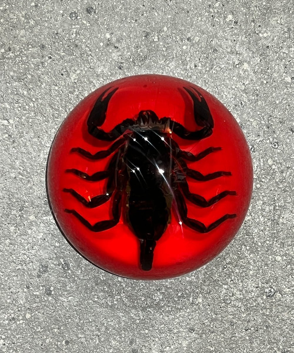 REAL BUG BLACK SCORPION DOME PAPERWEIGHT - RED 商品画像 - DB&BAR