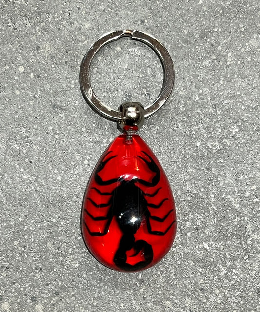 REAL BUG BLACK SCORPION TEAR DROP KEY CHAIN - RED - DB&BAR