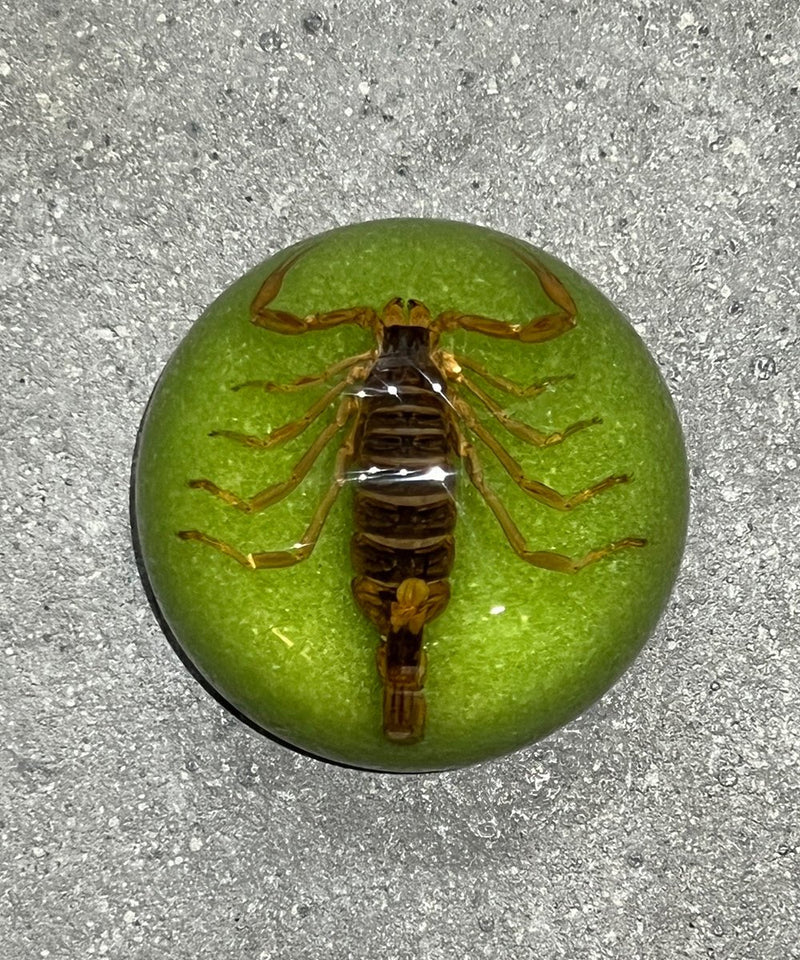 REAL BUG SCORPION DOME PAPERWEIGHT - GREEN 商品画像 - DB&BAR