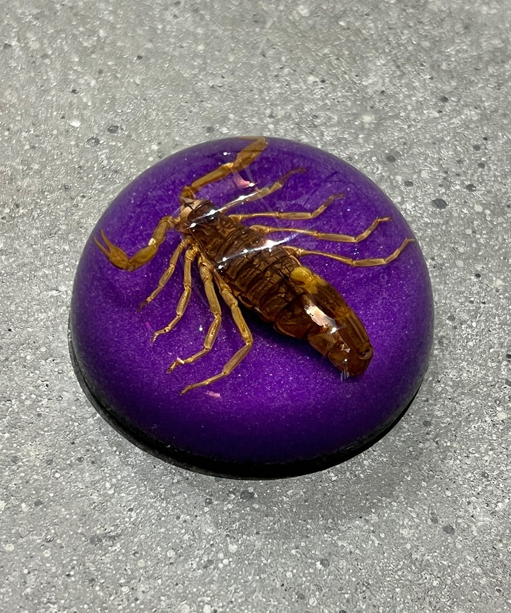 REAL BUG SCORPION DOME PAPERWEIGHT - PURPLE - DB&BAR
